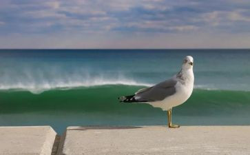 关于写自由的作文优质5篇