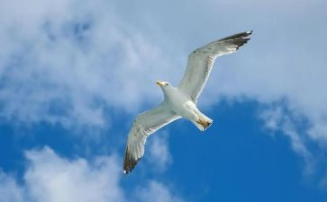 关于写自由的作文精选8篇