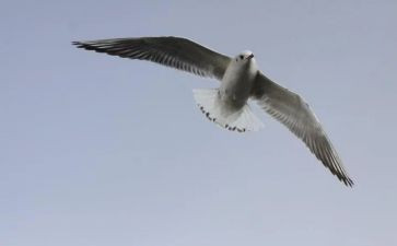 关于写自由的作文参考5篇